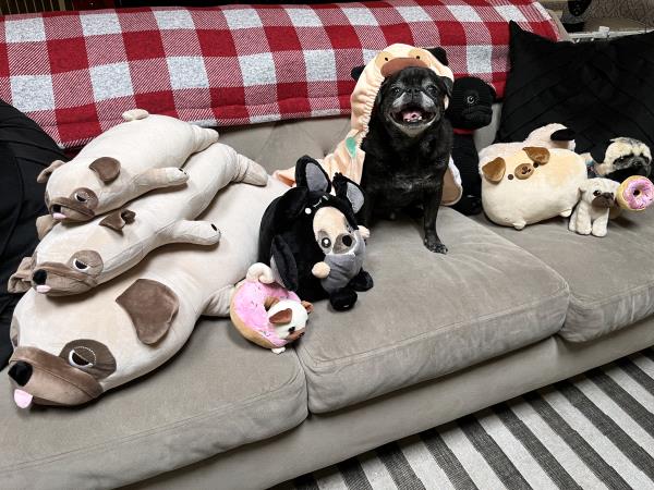 /images/uploads/pug nation rescue of los angeles/pugnation2024/entries/30998thumb.jpg